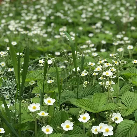 فندق ''forest House '' будинок для відпочинку تريسكافيتس